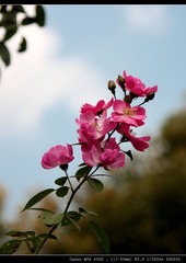 一串红