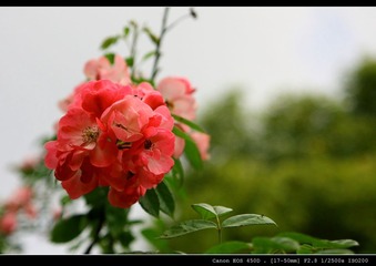 小花