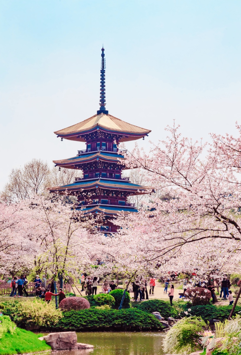 樱花古建筑浪漫樱花南北春景大赏绽放1/133艺风印象2019年11月7日897