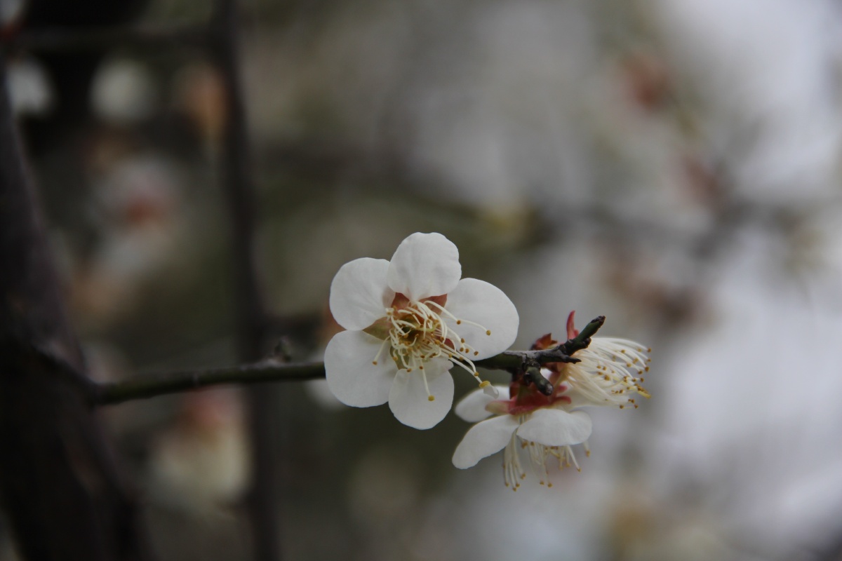 红梅与白梅 - 如素 - 图虫