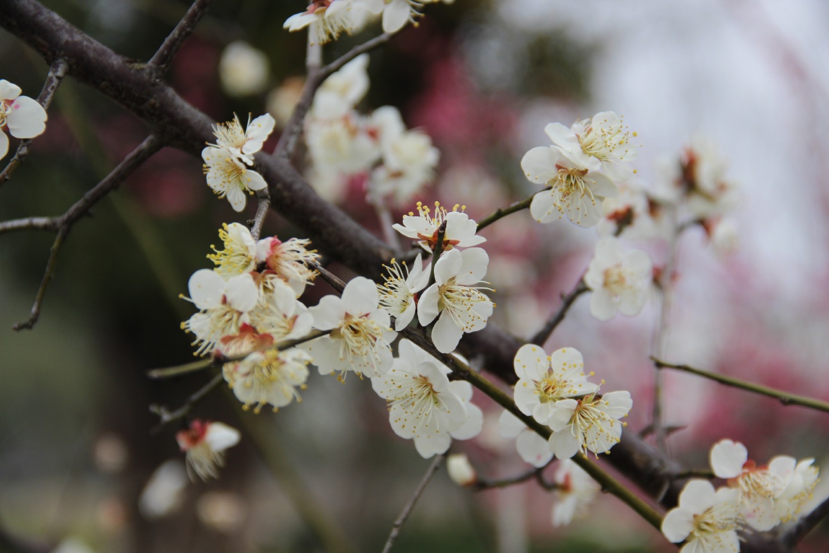 红梅与白梅 - 如素 - 图虫