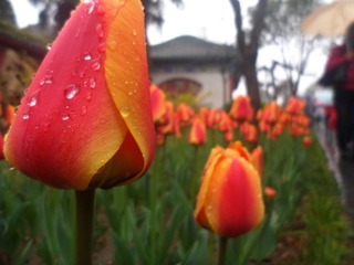 SAM_3633