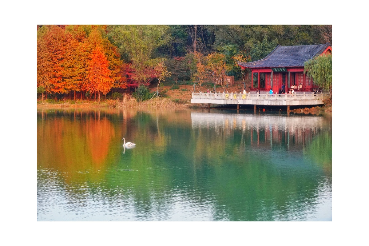 燕雀湖秋色