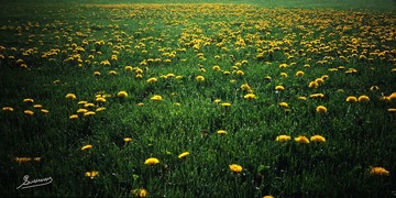 Scan-110722-0003