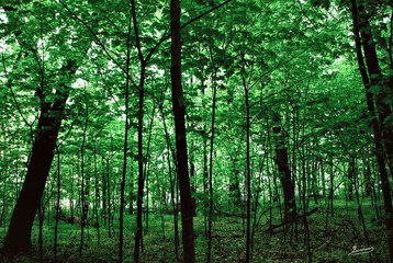 woods