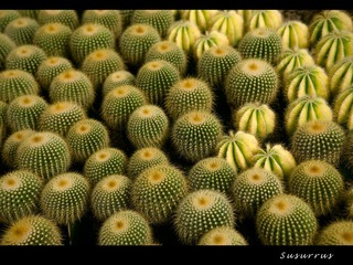 DSC_3746q_1800