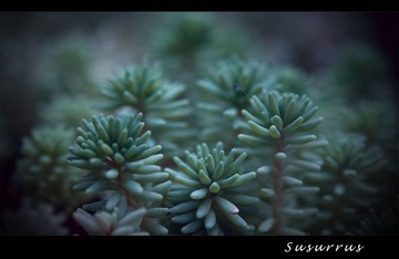 DSC_3768q_1600