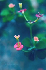DSC_3761a