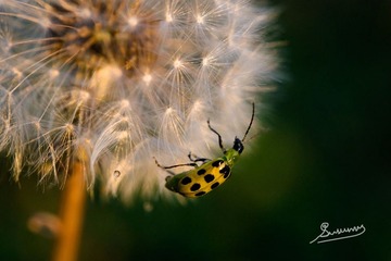 DSC_4301a_1800