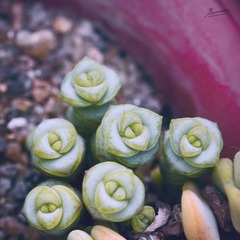 植物的二分法