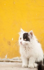 学生路的猫~