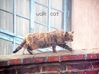 Walk Cat