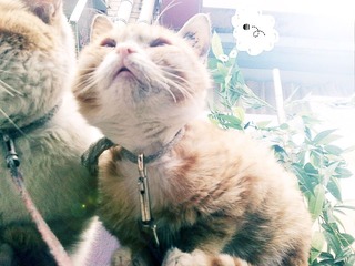 额···