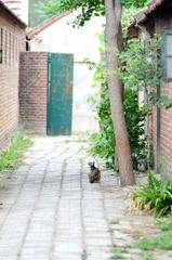 巷子里的猫咪~