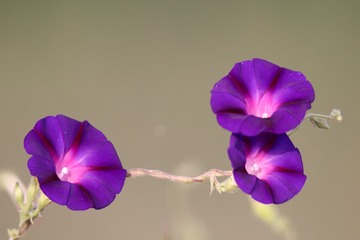 645651