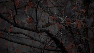2A565018-F35B-4C83-9512-06A57E7F0BF8/L0/001