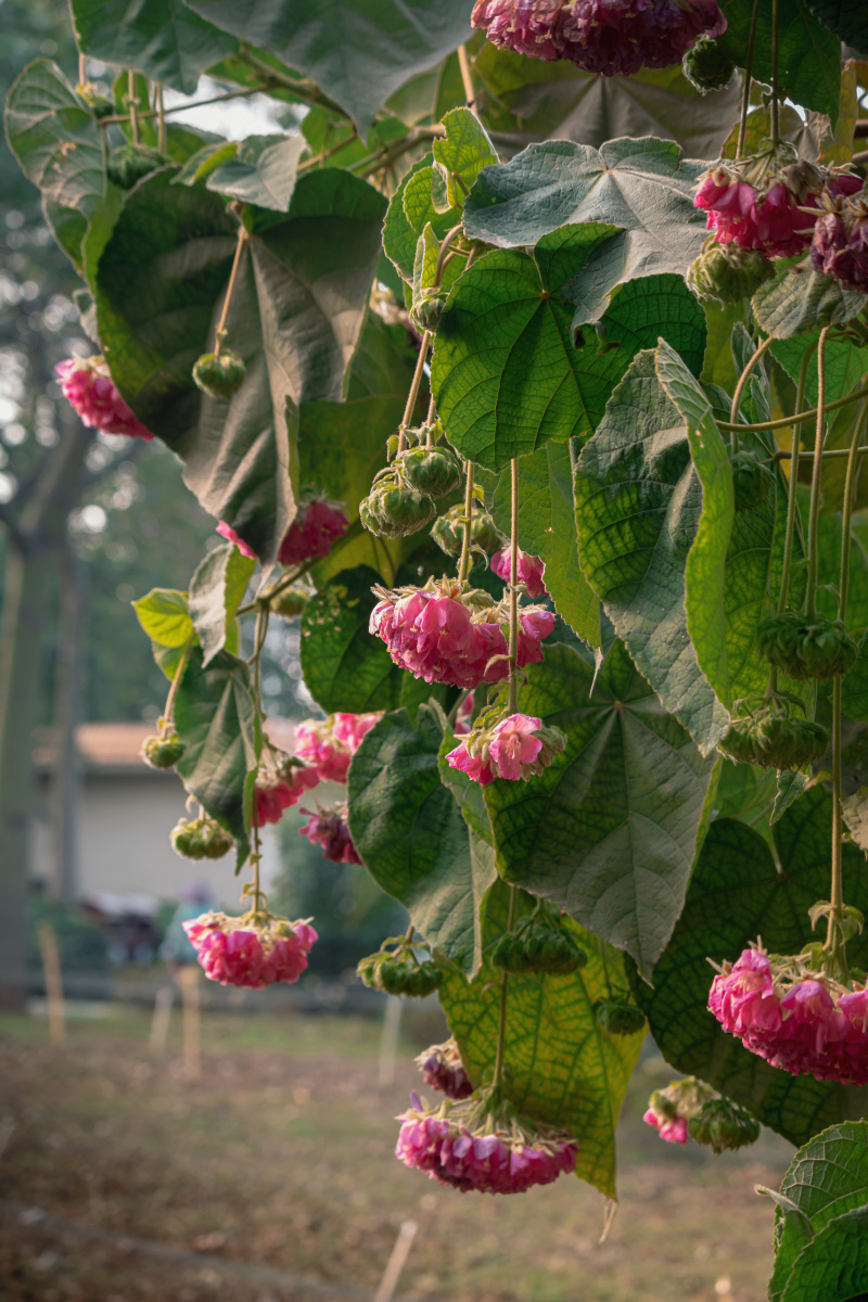 非洲芙蓉 - 隔壁张三 - 图虫