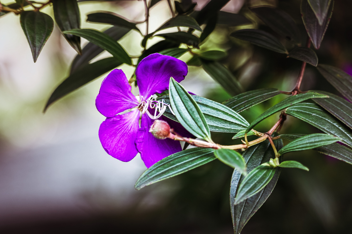 巴西野牡丹(蒂牡花)