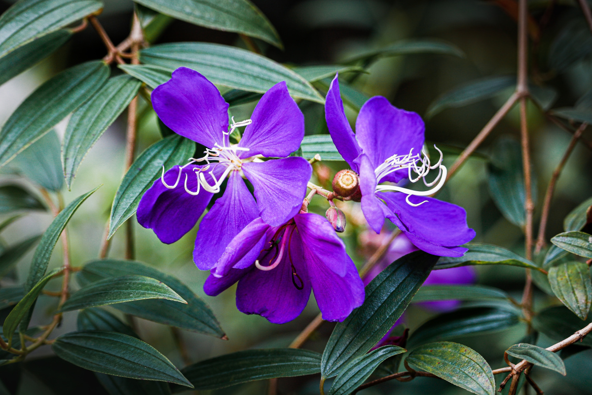 巴西野牡丹蒂牡花