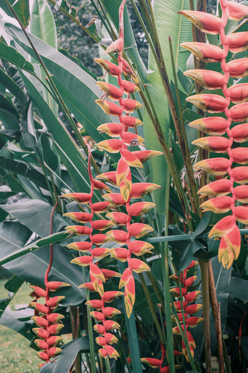金嘴蝎尾蕉 芭蕉科,蝎尾蕉属多年生草本植物.株高可达6米.