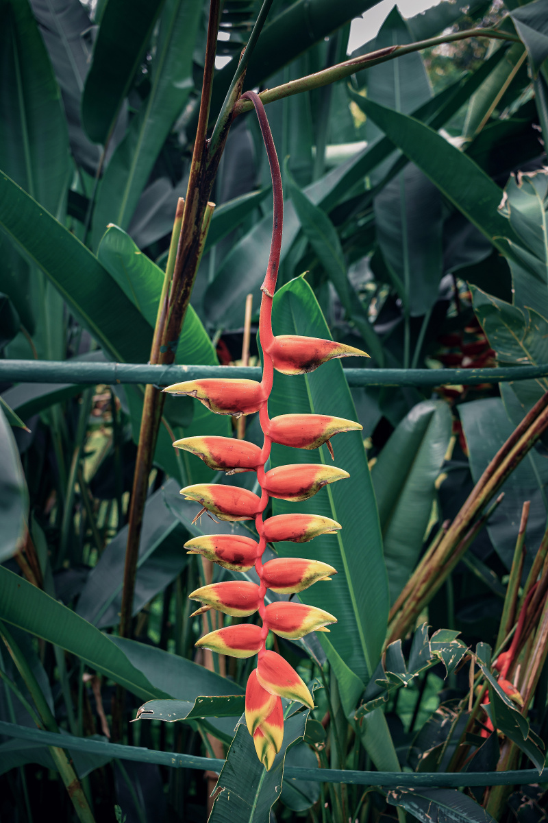 金嘴蝎尾蕉 芭蕉科,蝎尾蕉属多年生草本植物.株高可达6米.
