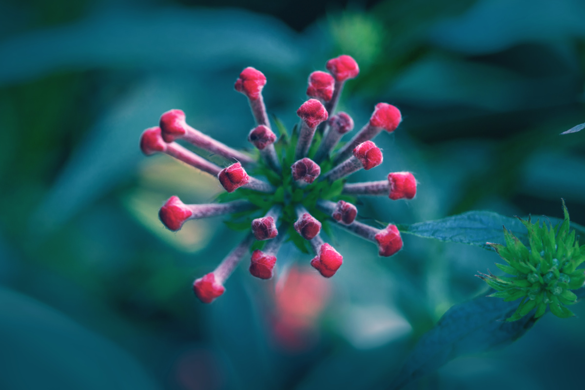 银叶郎德木又名巴拿马玫瑰白背郎德木叶片细长披针形正面绿色有光泽