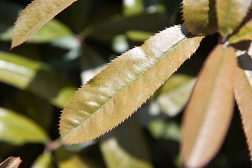 _LIN0228_LR.jpg