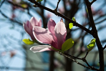 _LIN0275_LR.jpg