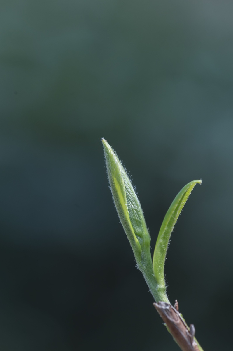 福鼎白茶茶针清明节的茶叶贵如油