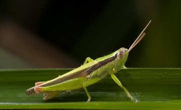 3629