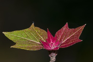 2368072