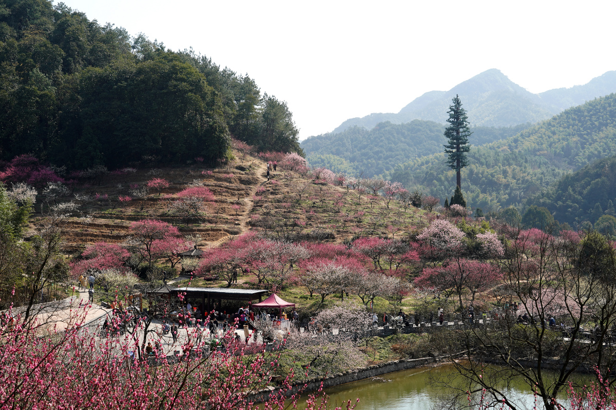 杭州萧山区进化镇吉山梅园