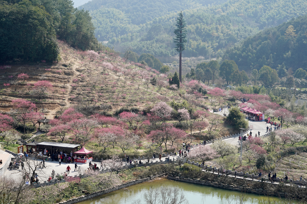 杭州萧山区进化镇吉山梅园