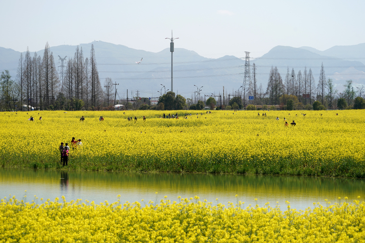杭州双浦镇油菜花