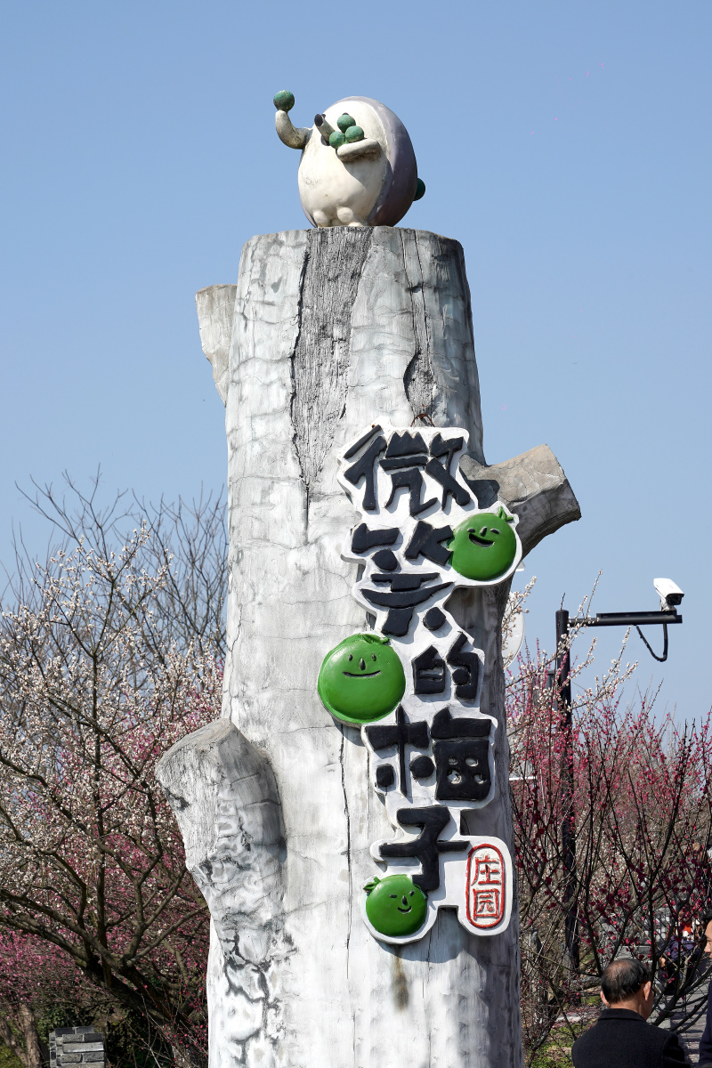 杭州萧山区进化镇吉山梅园