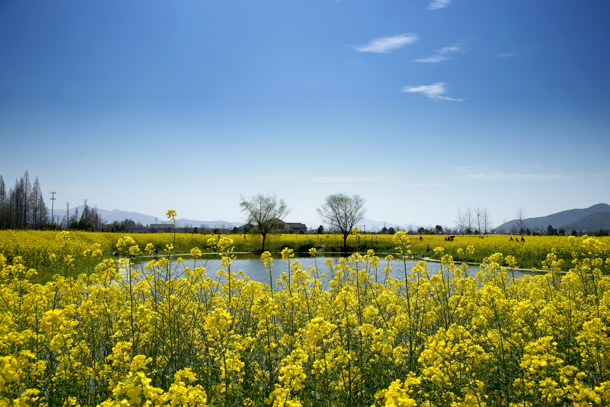 杭州双浦镇油菜花