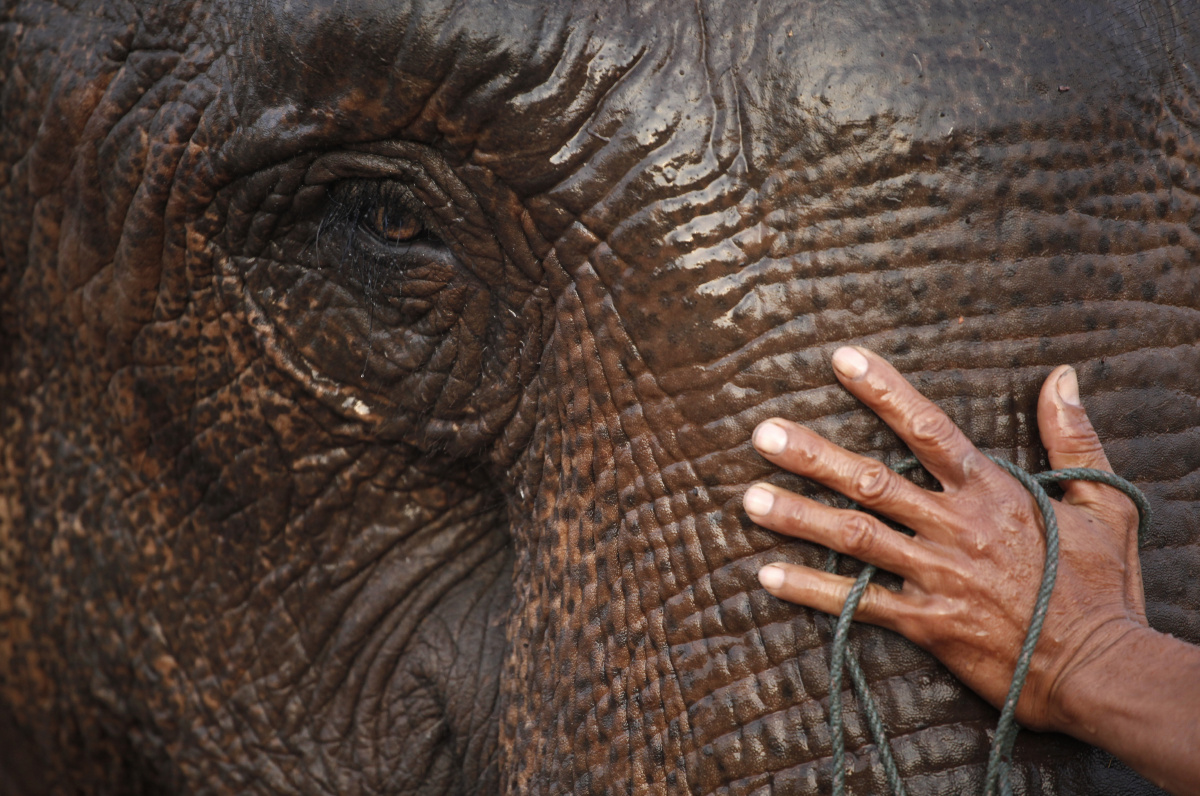 夜阑犹翦灯花弄,半眼迷离半眼愁