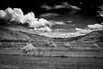 DSC01030BW
