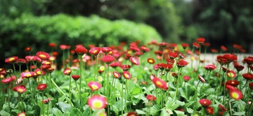 雏菊