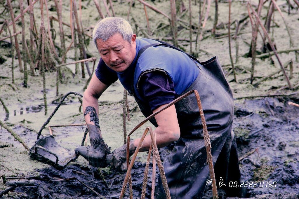 7、白发与黑泥,鲜明的对比。对于农民来说,活到老干到老,就没有退休一说。操劳一辈子,他们的所有幸福,心酸,喜悦,哀叹,都深深的融入了这越来越粗糙的双手和曾流下的汗水中。