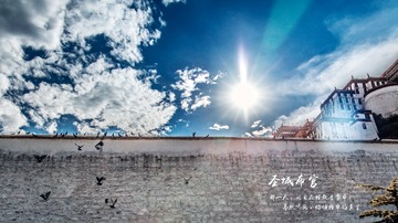 鸽子