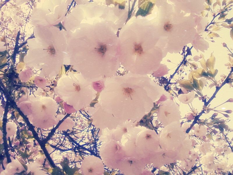那年花开__樱。<br />
