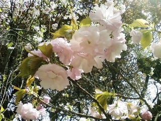 那年花开__樱。