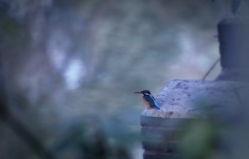 DSC_6137_