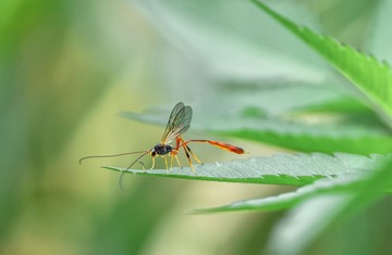 _DSC5420_