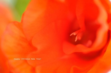 新春快乐！Best wish..........