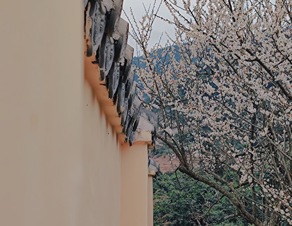 冬日梅花 - 伍豪的小屋