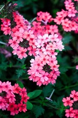 IMG_5084.jpg