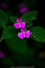 20140824-DSC_9880