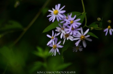 20140824-DSC_9884